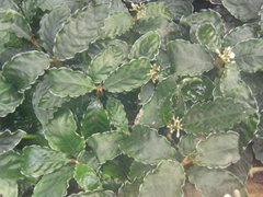 Psychotria verschuerenii