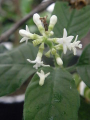 Psychotria kirkii
