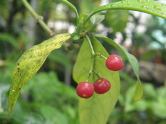 Psychotria umbellata
