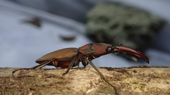 Cyclommatus scutellaris