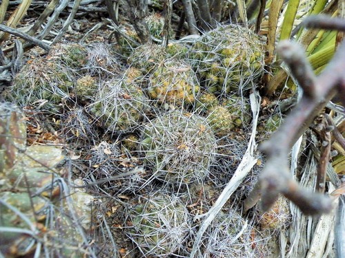 Coryphantha delaetiana