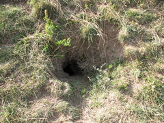 Marmota marmota