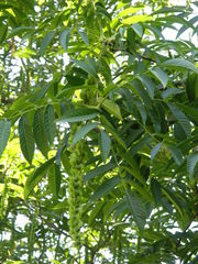 Pterocarya rhoifolia