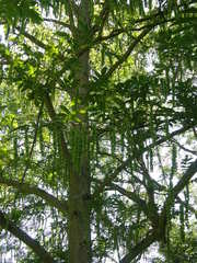 Pterocarya rhoifolia
