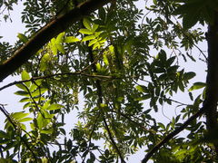 Pterocarya rhoifolia