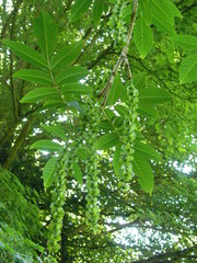 Pterocarya rhoifolia