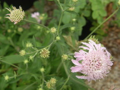 Pterocephalus dumetorum