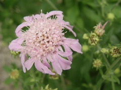 Pterocephalus dumetorum