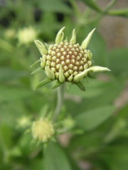 Pterocephalus dumetorum