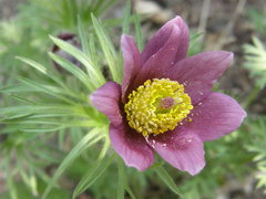 Pulsatilla halleri