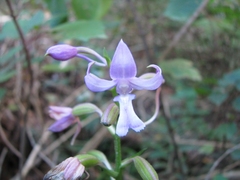 Calanthe sylvatica