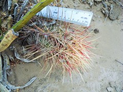 Thelocactus bicolor