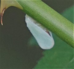 Ormenoides