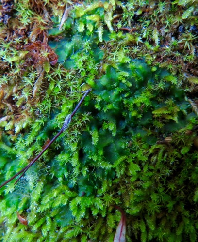iNaturalist observation photo of Mosses