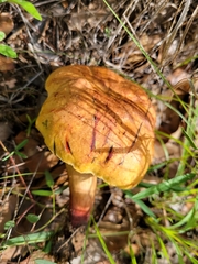Boletus holoxanthus
