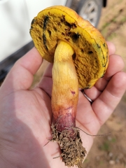Boletus holoxanthus