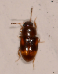 Toramus pulchellus