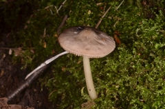 Pluteus salicinus