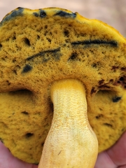 Boletus holoxanthus