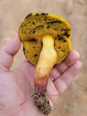 Boletus holoxanthus