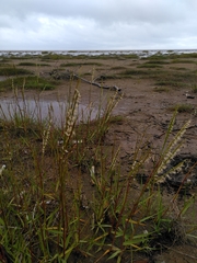 Sporobolus anglicus