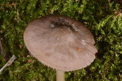 Pluteus salicinus