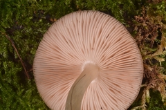 Pluteus salicinus