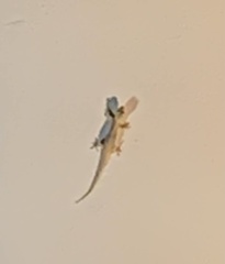 Hemidactylus platyurus