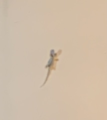 Hemidactylus platyurus