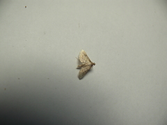 Marasmia cochrusalis