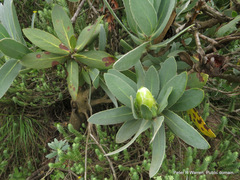 Protea subvestita