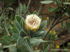 Protea subvestita