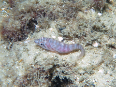 Aspasmogaster costata