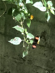 Heliconius erato adana