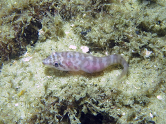 Aspasmogaster costata