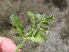 Lichtensteinia interrupta