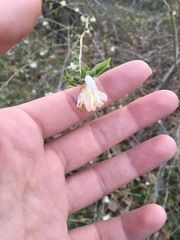 Lonicera fragrantissima