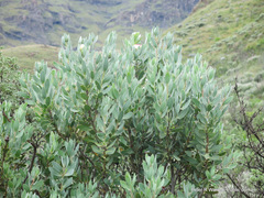 Protea subvestita
