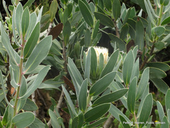 Protea subvestita