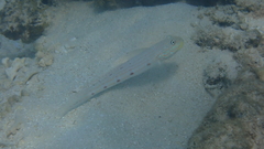 Valenciennea longipinnis