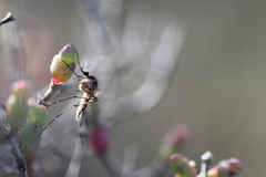 Aedes camptorhynchus