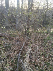 Lonicera fragrantissima