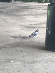 Columba livia domestica
