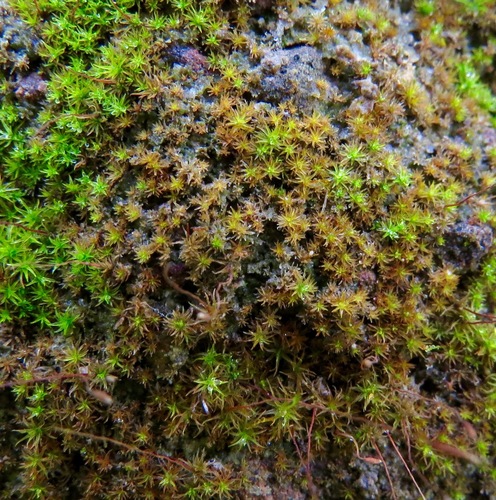 iNaturalist observation photo of Pottiaceae