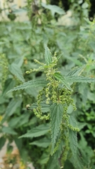 Urtica dioica