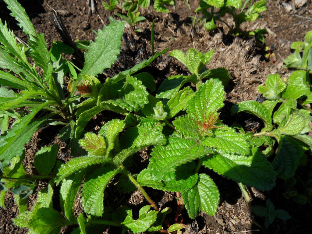 Acalypha glandulifolia Buchinger & Meisn. ex C.Krauss 3