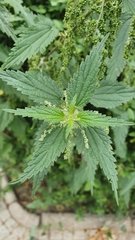 Urtica dioica