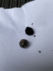 Armadillidium vulgare