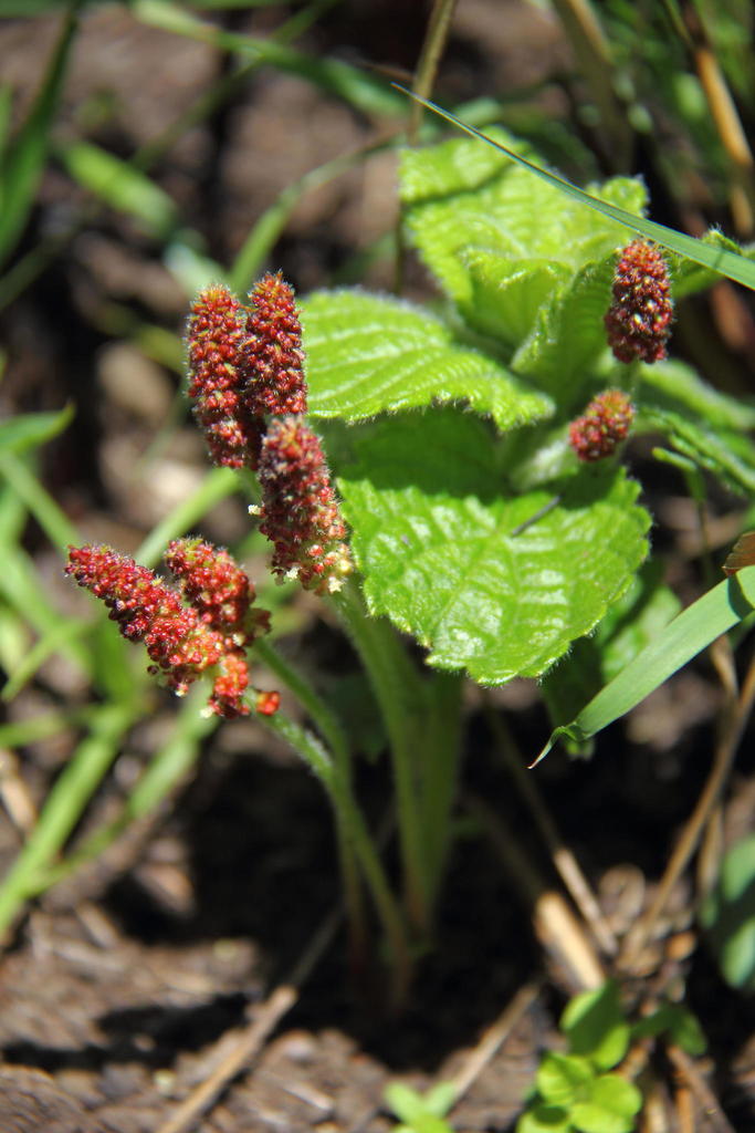 Acalypha glandulifolia Buchinger & Meisn. ex C.Krauss 4