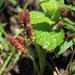 Acalypha glandulifolia - Photo (c) Suvarna Parbhoo Mohan, algunos derechos reservados (CC BY-NC), subido por Suvarna Parbhoo Mohan